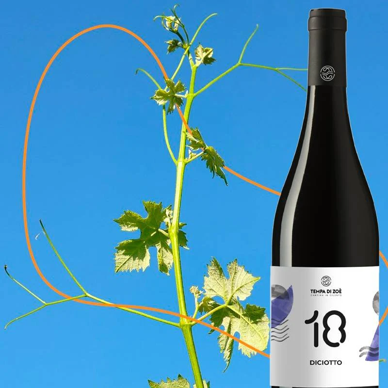 18 Diciotto Paestum IGP 2020 Cantina Tempa Di Zoè - Image 2