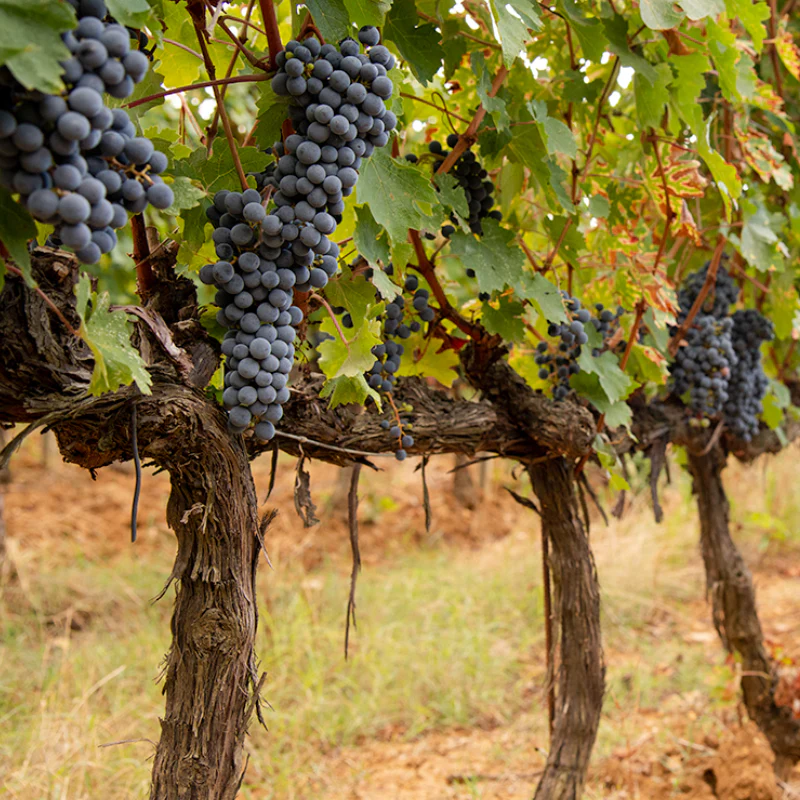 Le Serre Nuove Bolgheri DOC 2021 Cantina Ornellaia - Image 2